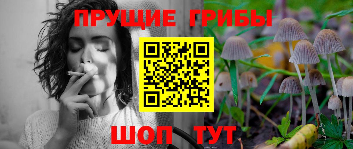 Псилоцибиновые грибы Psilocybe Апатиты